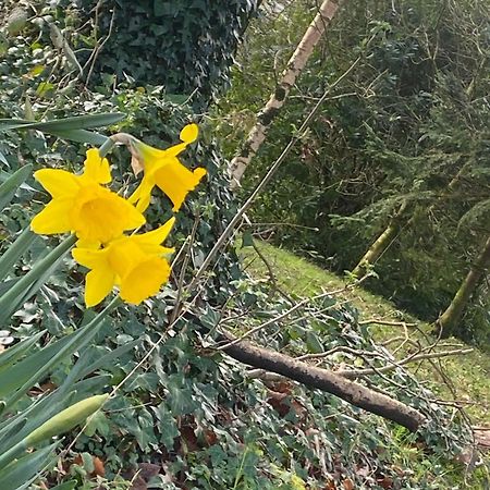 Ballyhoura Mountain Lodges Ballyorgan Exteriér fotografie