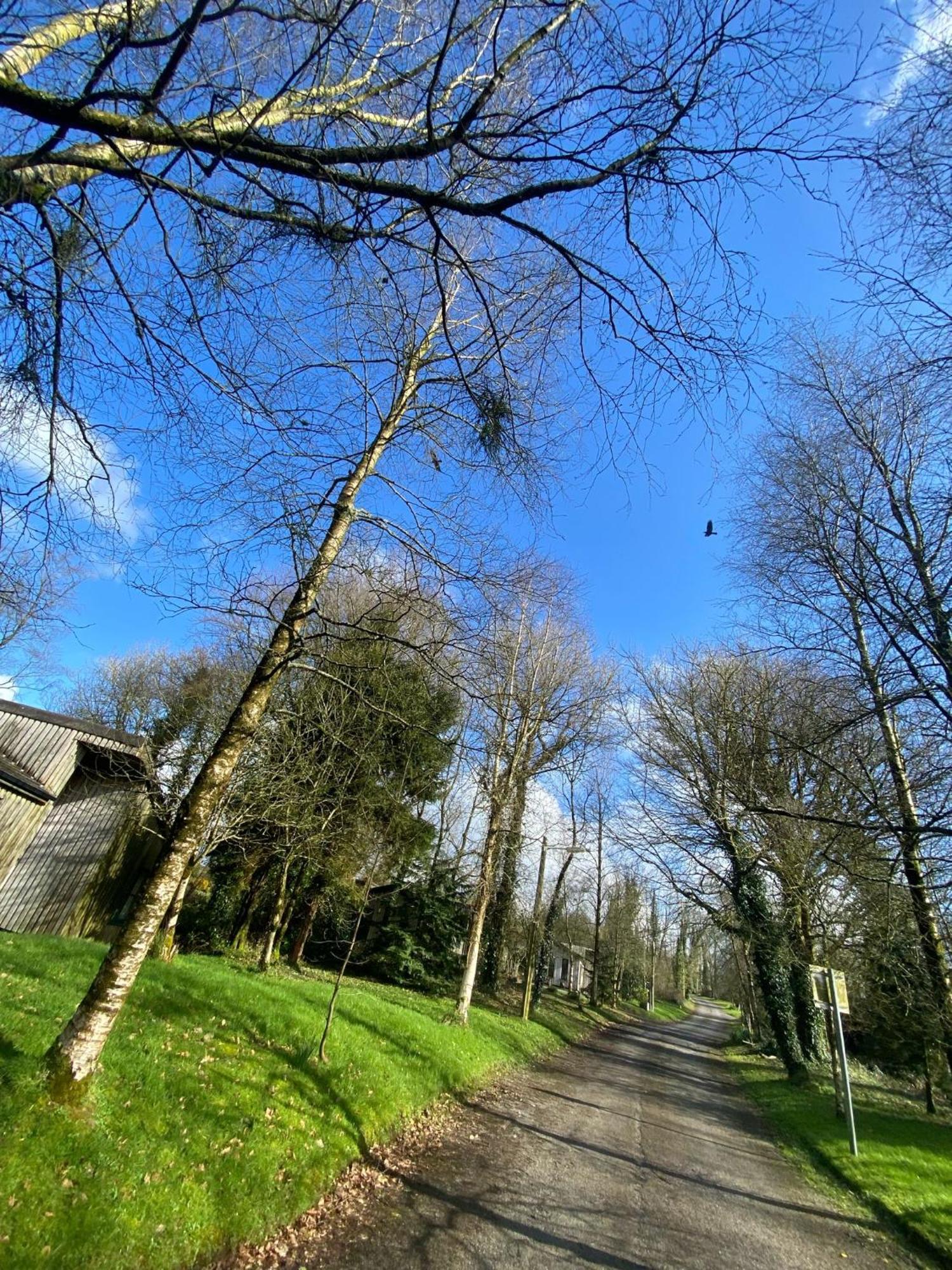Ballyhoura Mountain Lodges Ballyorgan Exteriér fotografie